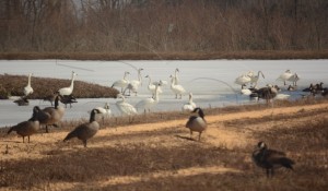 webtundraswans