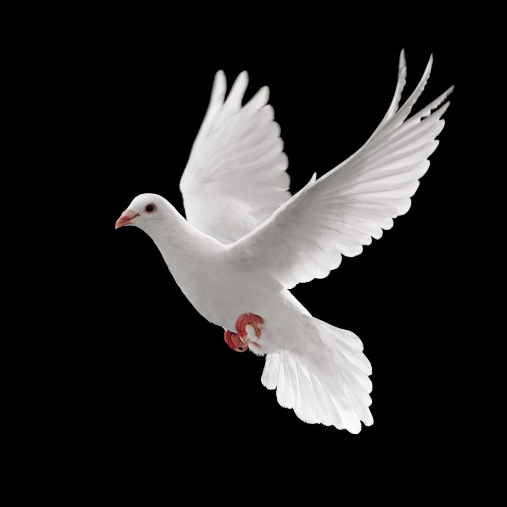 flying white dove isolated on black background