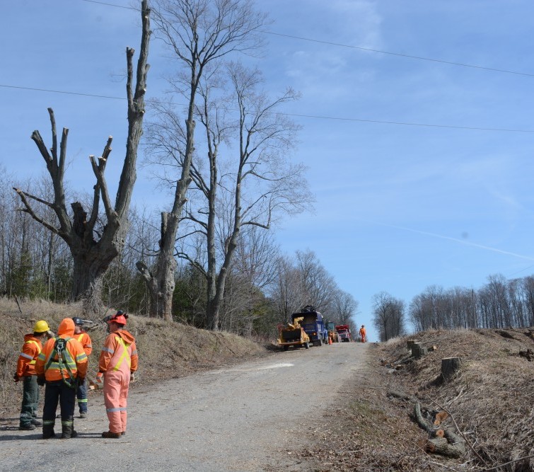 More trees felled on Maple Grove Line The Aylmer Express