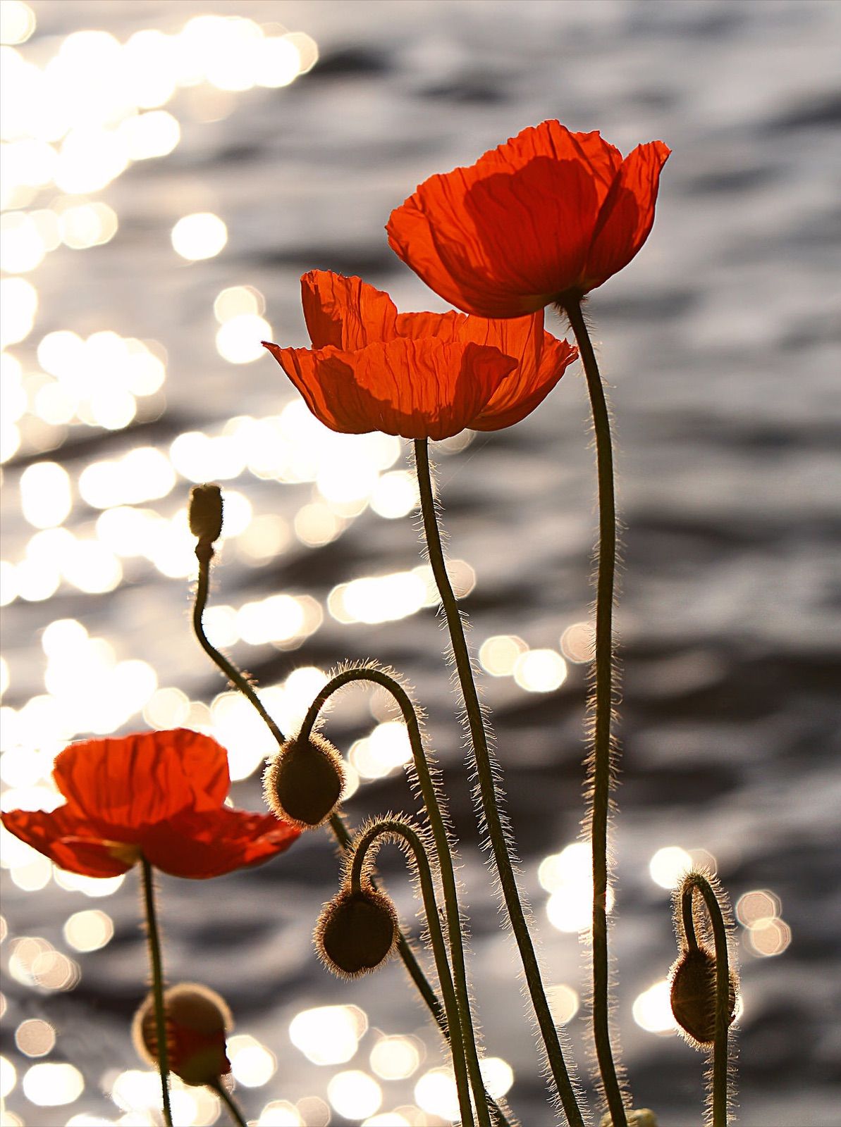 Photo of "HAINES, Poppy"