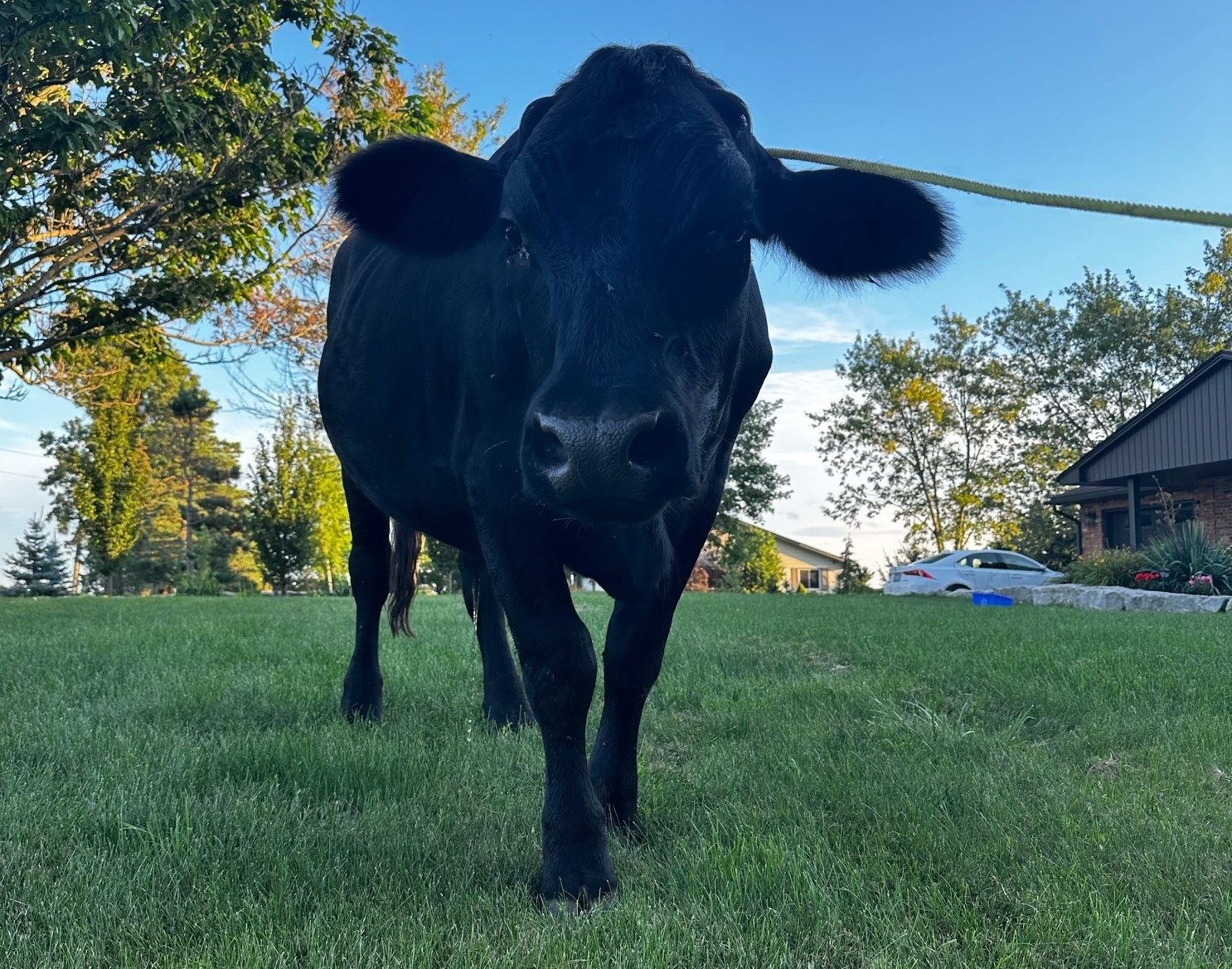 Featured image for "Owner of lost bull found"