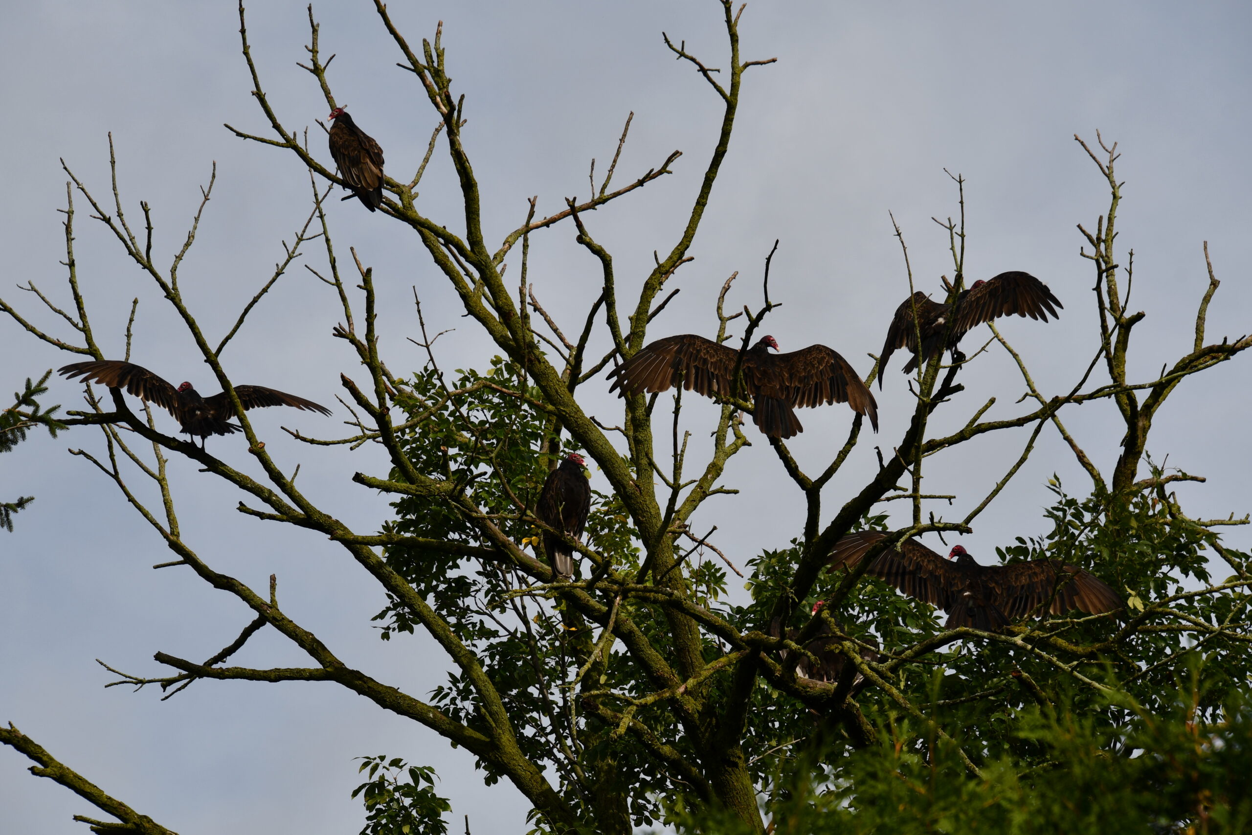 Featured image for "Turkey vultures nesting in Aylmer trees"